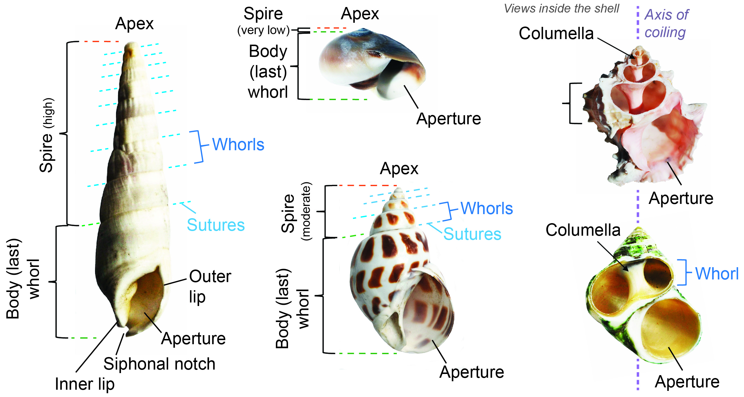 Common terms used to describe parts of modern and fossil gastropod shells.
